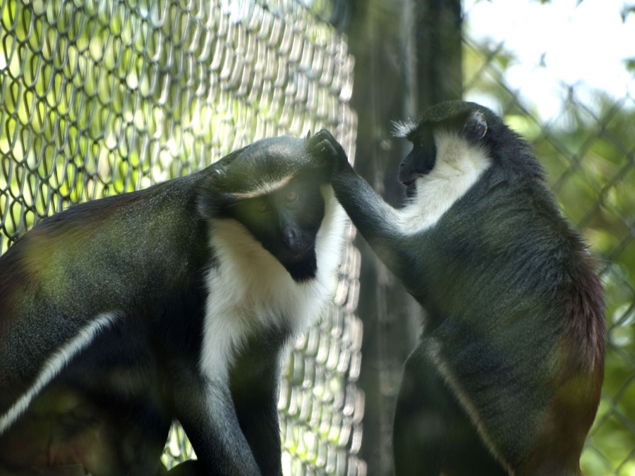 Two Diana Monkeys